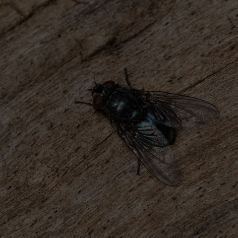 Blow Fly