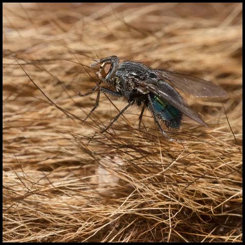 Blow Fly