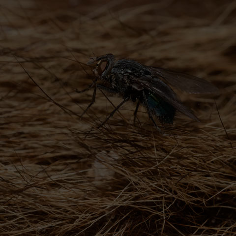 Blow Fly