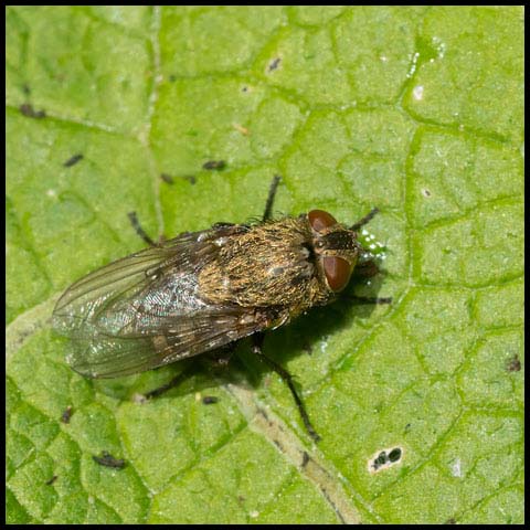 Cluster Fly