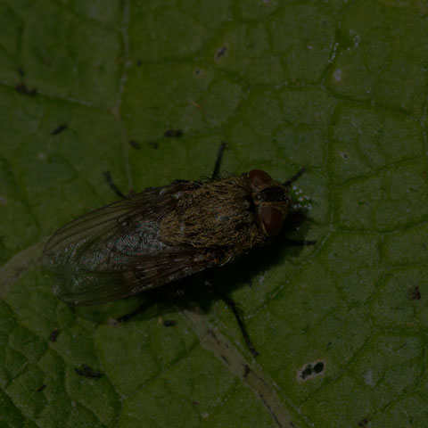 Cluster Fly