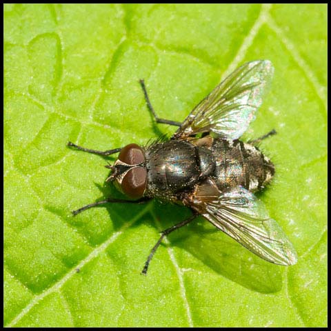 Cluster Fly