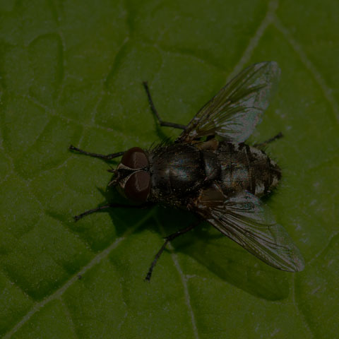 Cluster Fly