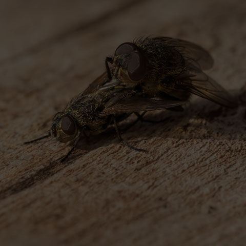 Cluster Fly