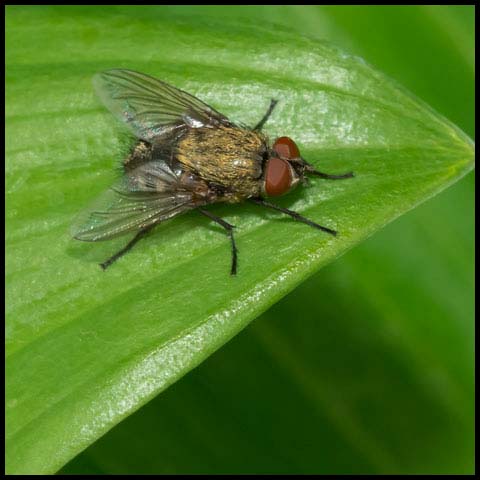 Cluster Fly