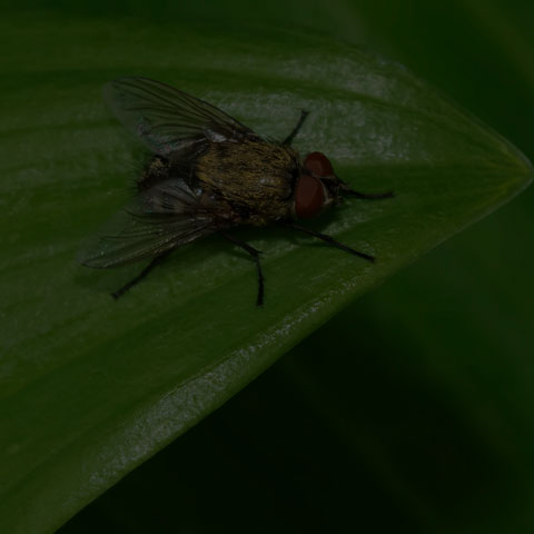 Cluster Fly