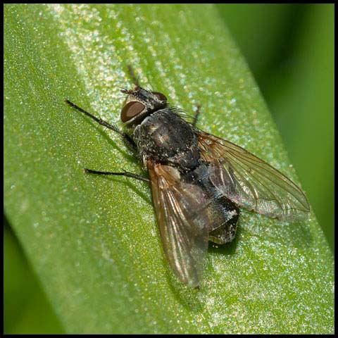 Cluster Fly