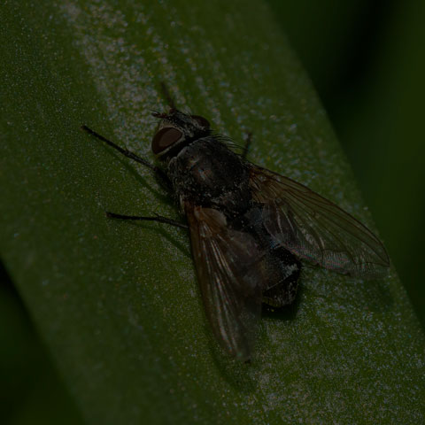 Cluster Fly