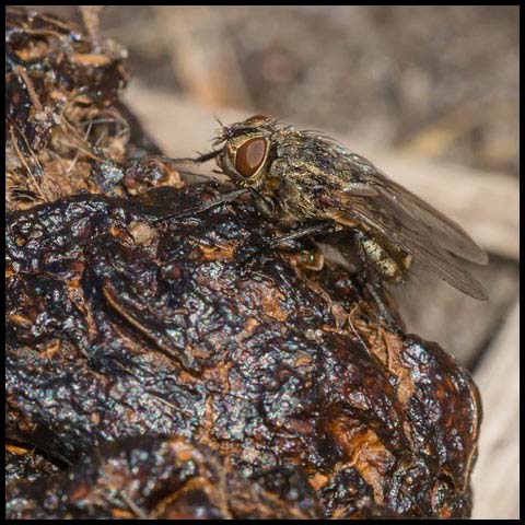 Cluster Fly