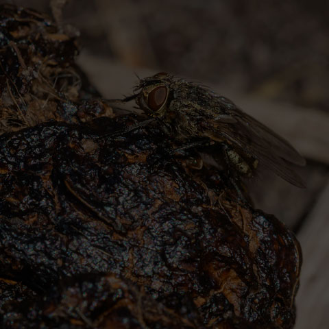Cluster Fly