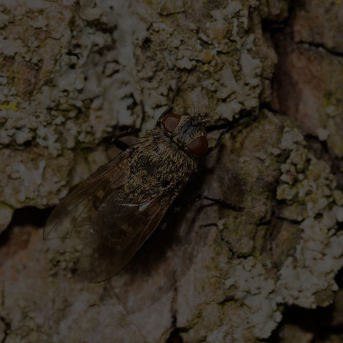 Cluster Fly