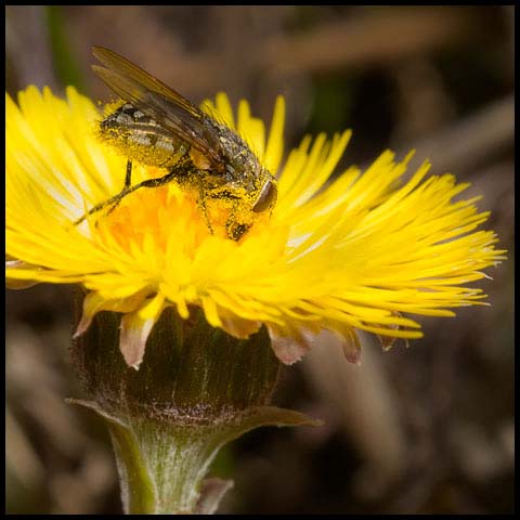 Cluster Fly