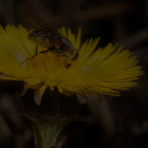 Cluster Fly