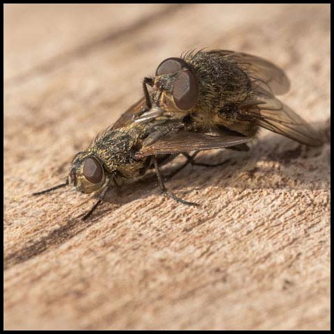 Cluster Fly