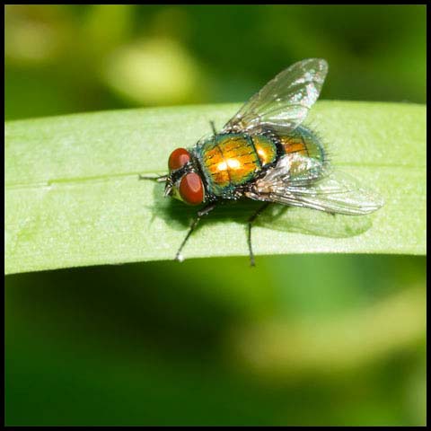Common Greenbottle Fly