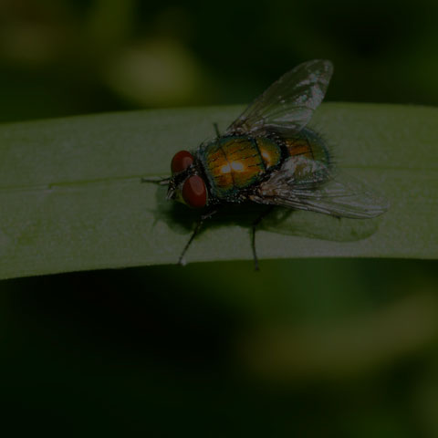 Common Greenbottle Fly