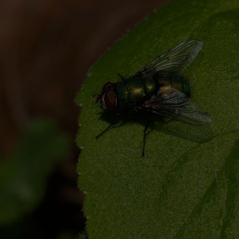 Common Greenbottle Fly