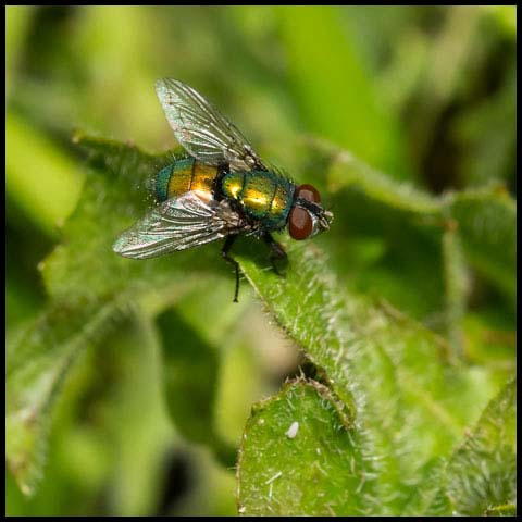 Common Greenbottle Fly