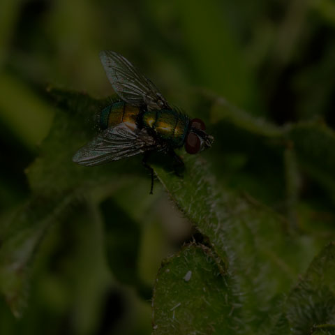 Common Greenbottle Fly