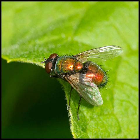 Common Greenbottle Fly