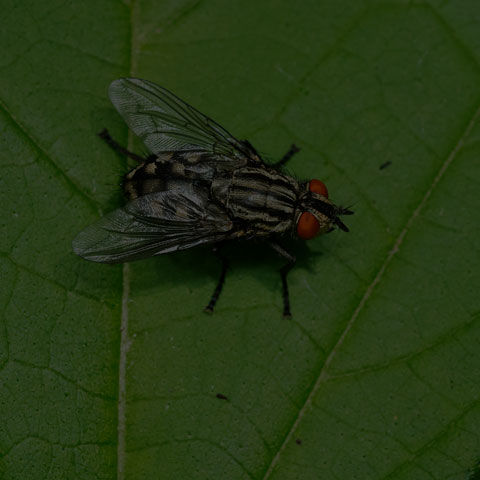 Flesh Fly