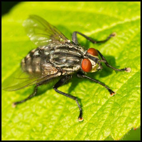 Flesh Fly
