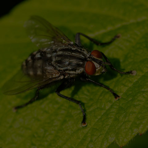 Flesh Fly