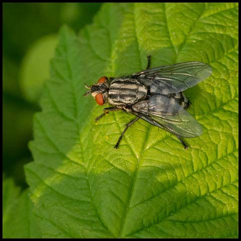 Flesh Fly