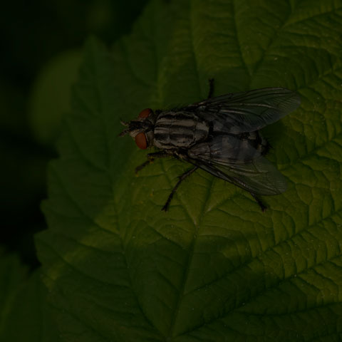 Flesh Fly