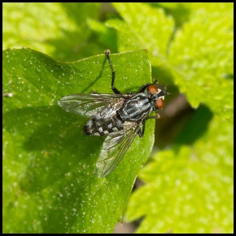 Flesh Fly