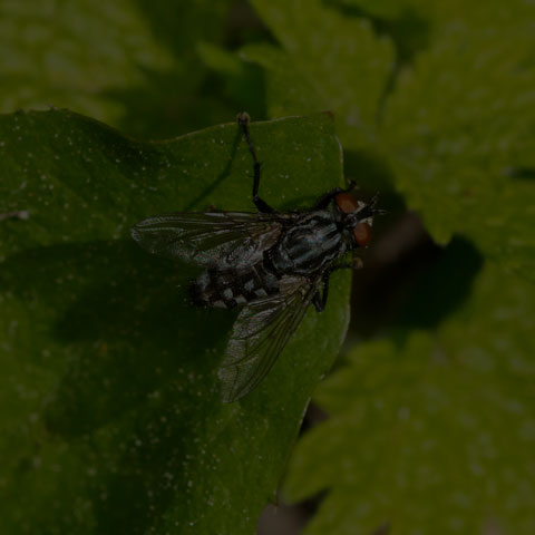 Flesh Fly