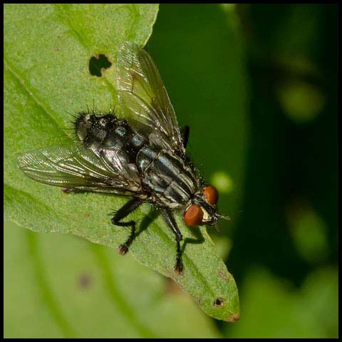 Flesh Fly