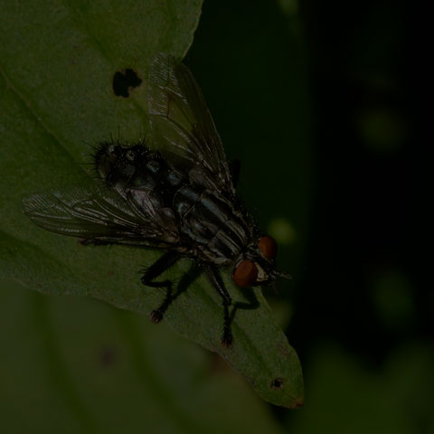 Flesh Fly