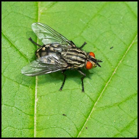 Flesh Fly