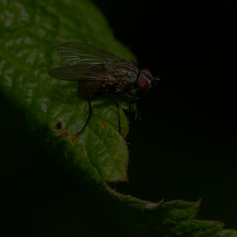 House Fly
