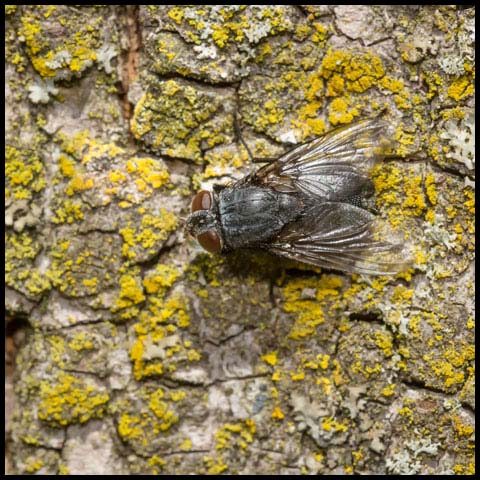 House Fly
