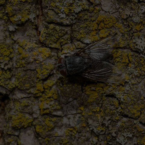 House Fly