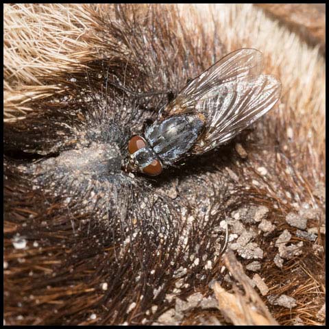 House Fly