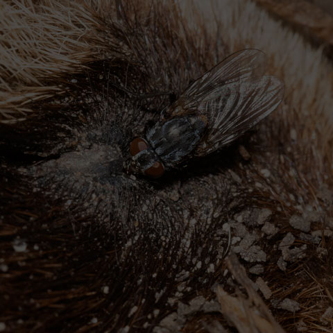House Fly