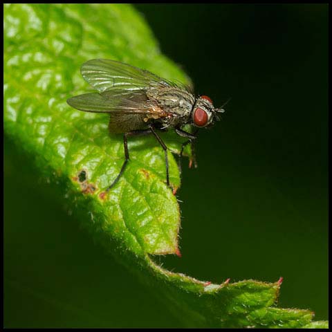 House Fly