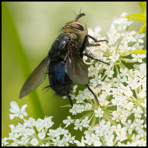 Metallic Bristle Fly