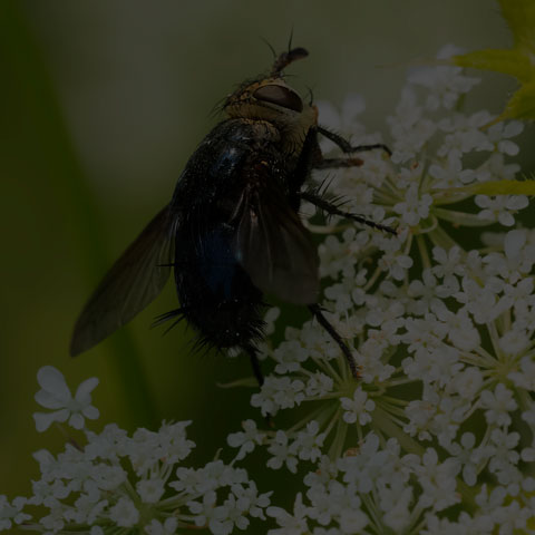 Metallic Bristle Fly