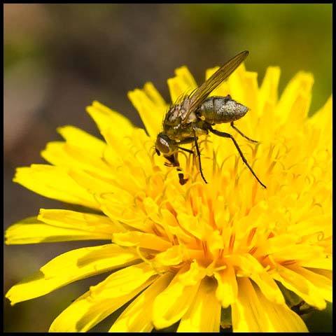 Root-maggot Fly