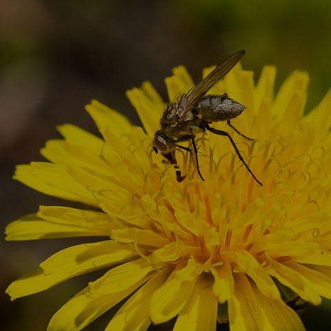 Root-maggot Fly