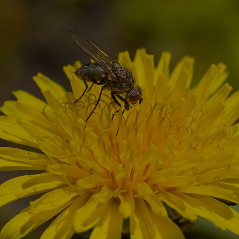 Root-maggot Fly