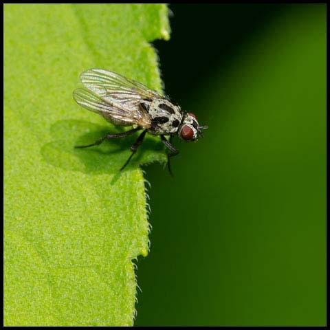 Root-maggot Fly
