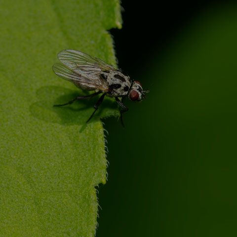 Root-maggot Fly