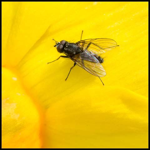 Root-maggot Fly