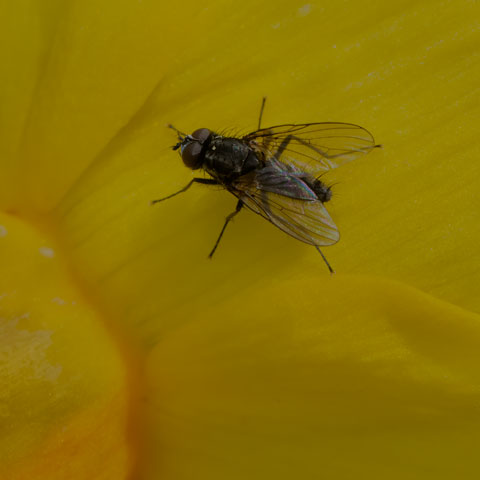 Root-maggot Fly