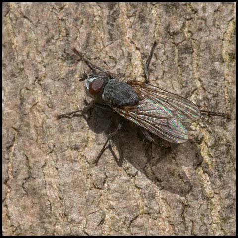 Root-maggot Fly
